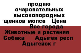 продаю очаровательных высокопородных щенков мопса › Цена ­ 20 000 - Все города Животные и растения » Собаки   . Адыгея респ.,Адыгейск г.
